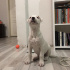 Odie