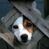 jack