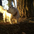 misha