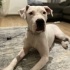 Ceku