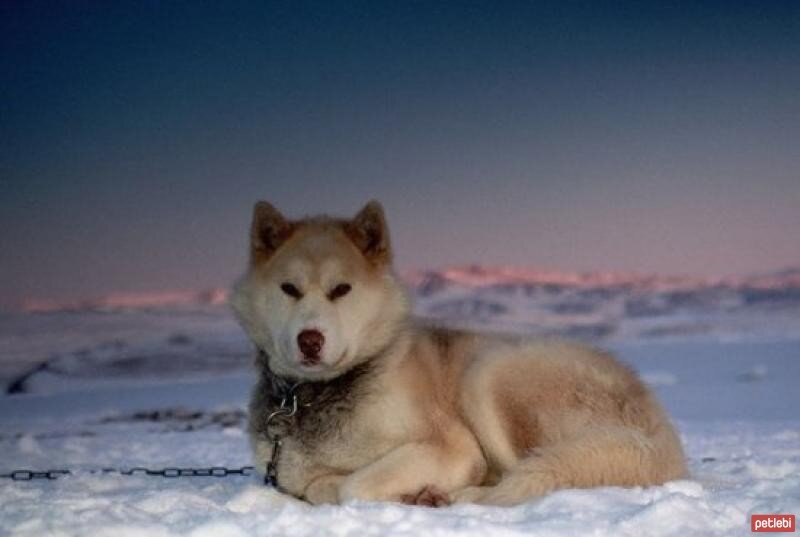 Grönland Köpeği