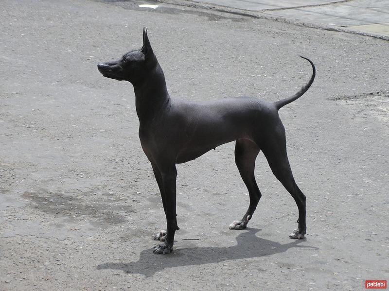Peru Tüysüz Köpeği