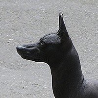 Peru Tüysüz Köpeği