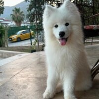 lux_samoyed