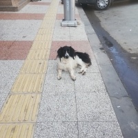 Meralyesilkaya