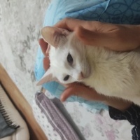 milunok