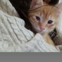 lizzycat