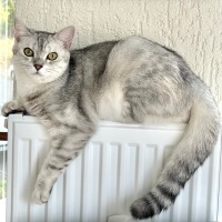 Fotokolik