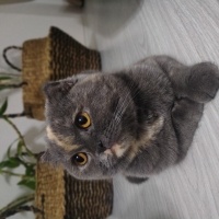 Poncikom