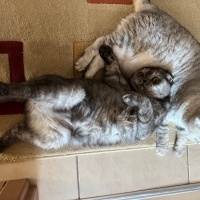 Kedilericokfazlaseviyorum