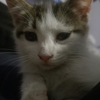 SosissizSosisli