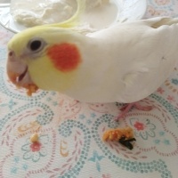 Cicikuszozan
