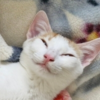 nurnadide