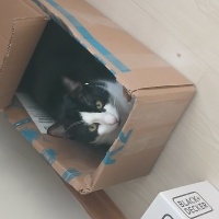 LokiTheTuxedo