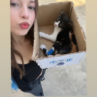 odada4kedi