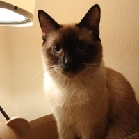 Miagolge