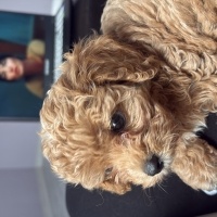 ecemylmz12@hotmail.com