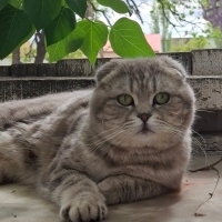 Nurseyma