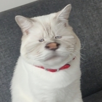didirik