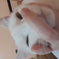 MissMarple