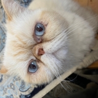 ffeyza_poncik