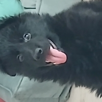 CKAHYALAR