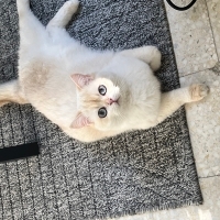 Tugceli