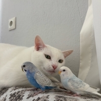 Pamukcoco