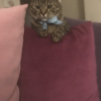 Nazlulu