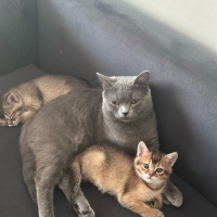 Lilacat