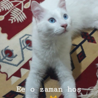 ozayblt