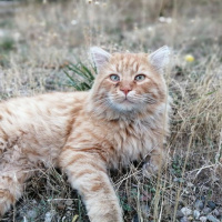catsorlady