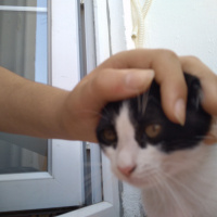 Kumrucuk