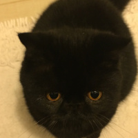 Tuqi