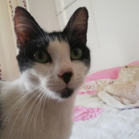 Miavepamuk