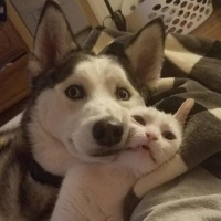 basakgumus