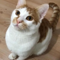behlulkedi