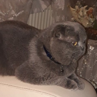 Mkiesra