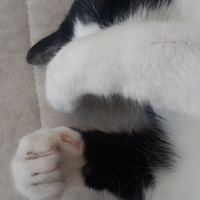 Golgecats