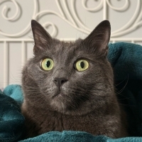 Patilibiri