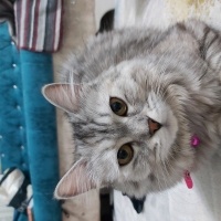 Miyamperishan