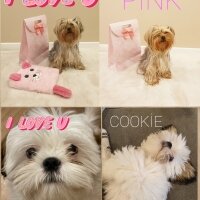 PinkCookie