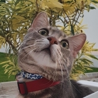 KediLeonidas