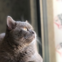 Mrsmortal