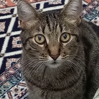 Balciki
