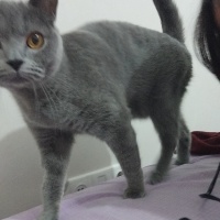 Asyaccc
