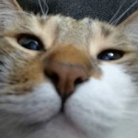 KnYrn