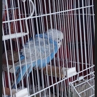SukriyeCelik