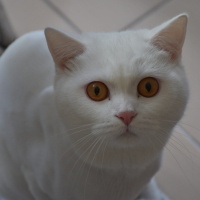 aburakatuk