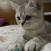 Daci